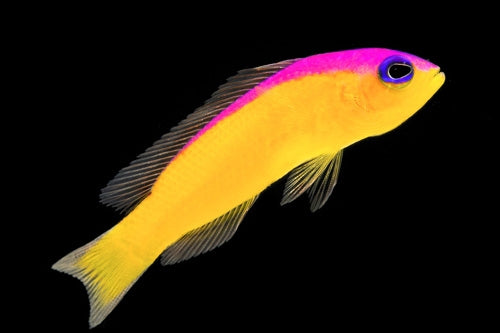 Dottyback - Diadema