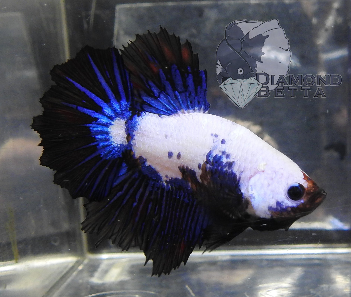 Betta Super Delta Male