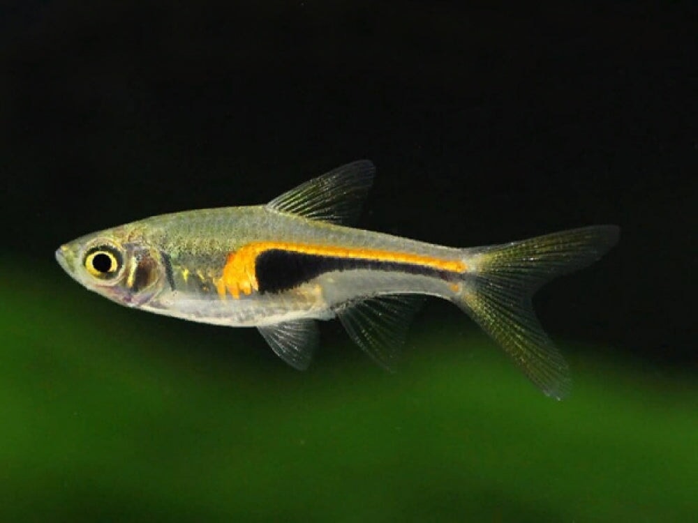 Rasbora - Hengels (Trigonostigma hengeli)