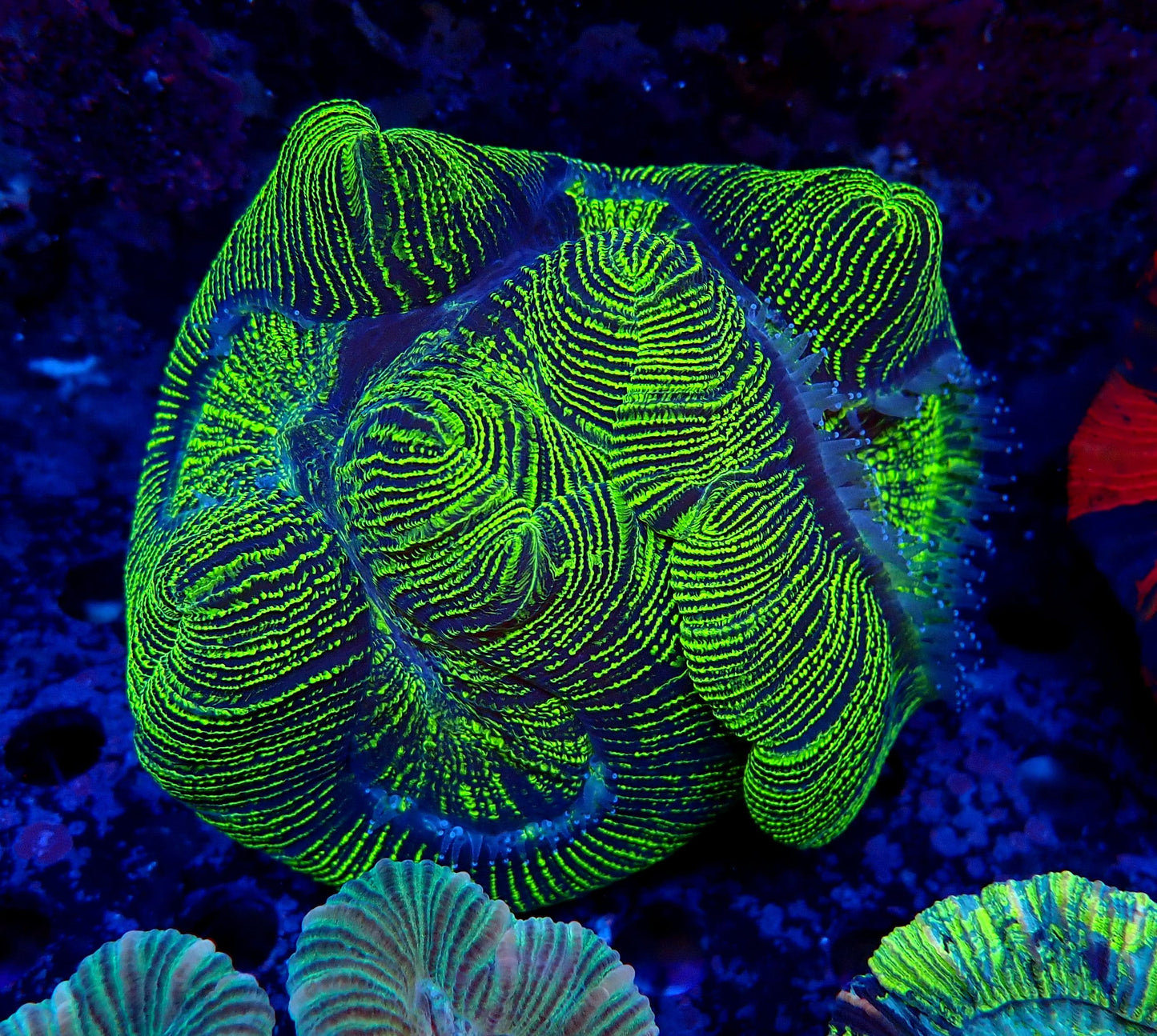 Open Brain Corals (Trachyphillia sp.)