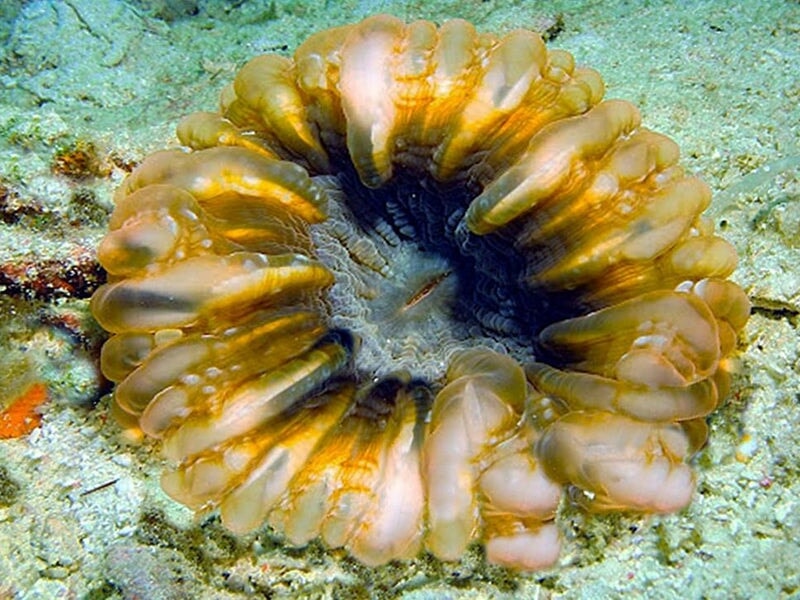 Cushion Corals (Cynarina sp.)