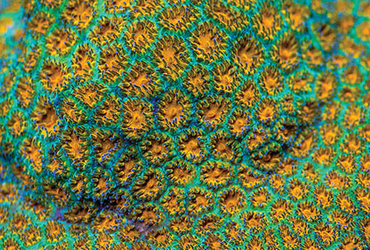 Crust Corals (Leptastrea sp.)