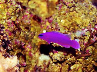 Dottyback - Indigo (Pseudochromis fridmani x sankeyi) *Captive Bred*