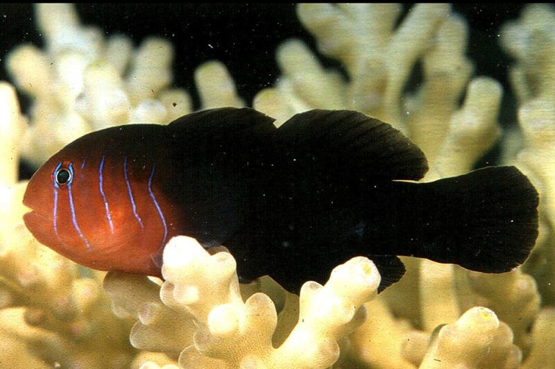 Goby Five Lined Coral (Gobiodon quinquestrigatus)