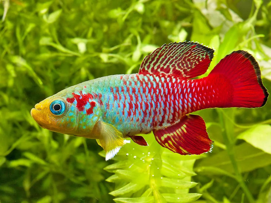 Killifish - Gunther's (Nothobranchius guentheri) "Rare"