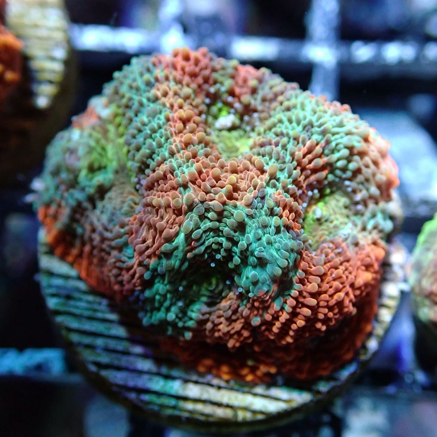 Aquacultured Coral Frags