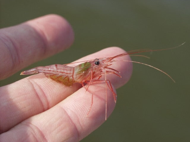 Shrimp Peppermint (Lysmata Wurdemanni)