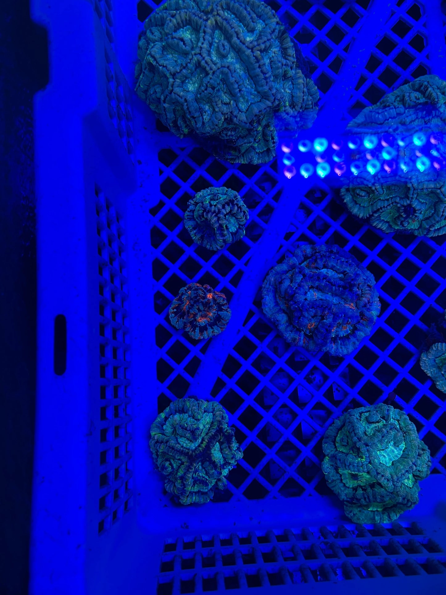 Australophyllia Wilsoni