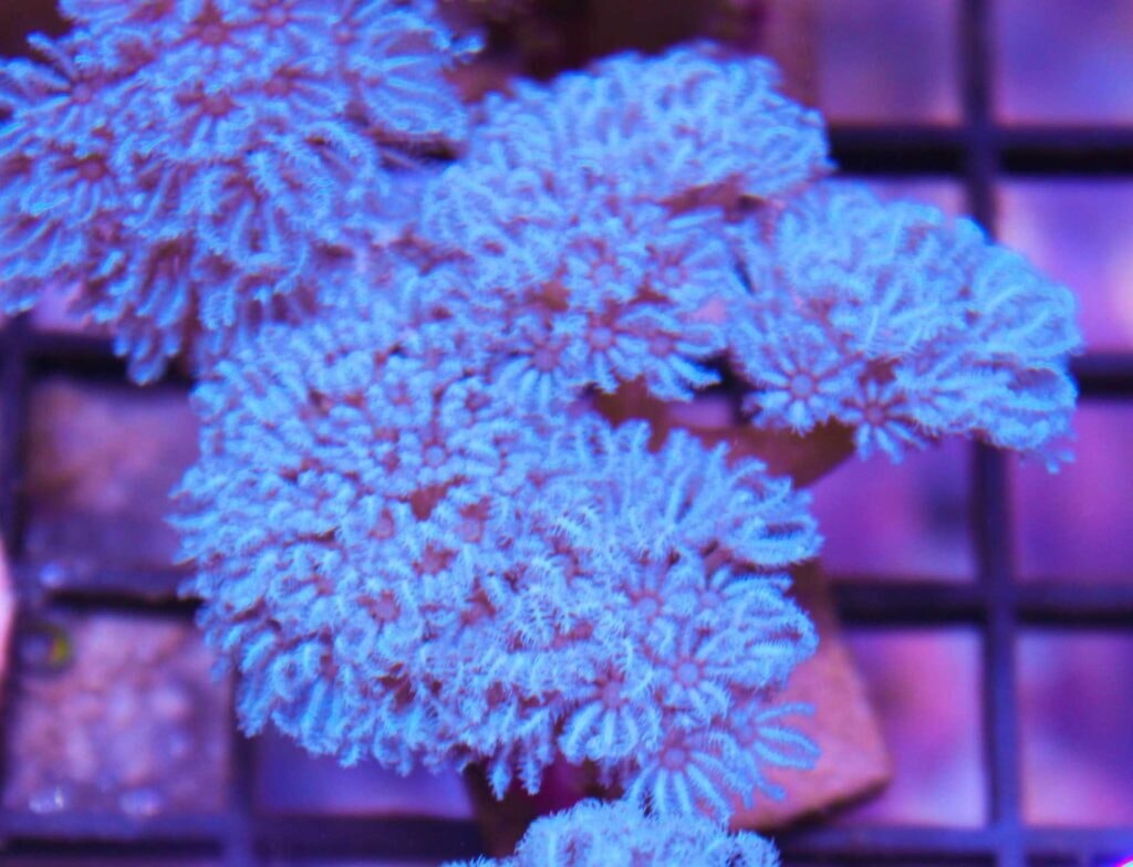 Pulse Corals (Xenia sp.)