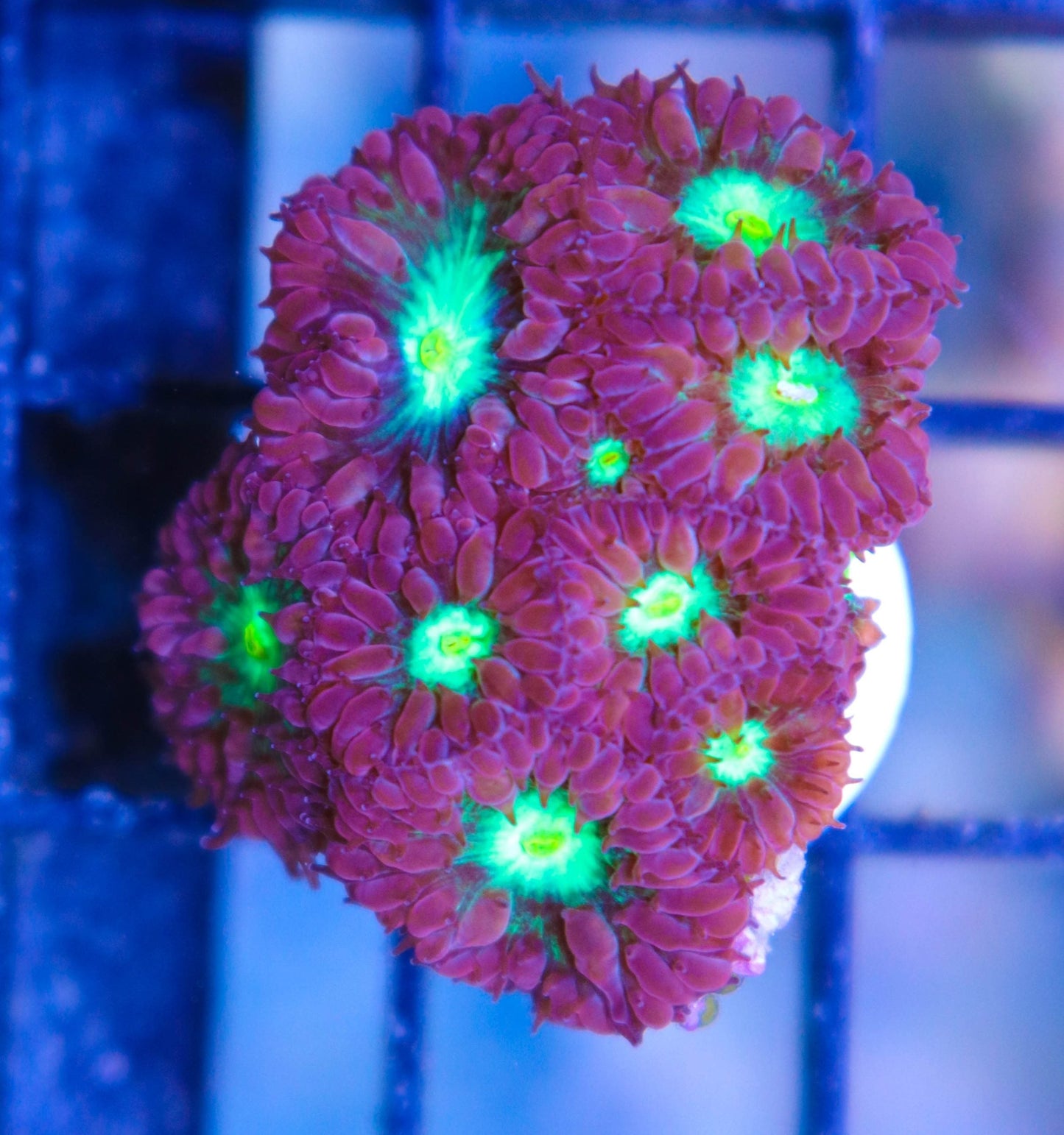 Aquacultured Coral Frags