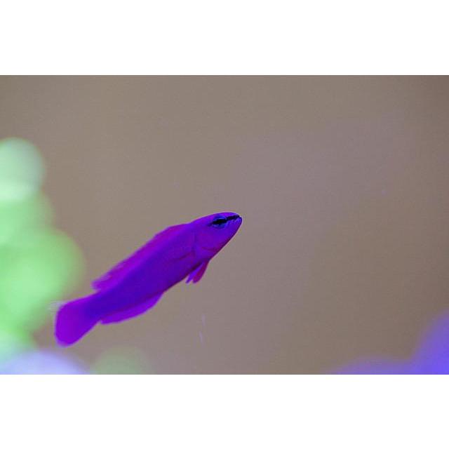 Dottyback - Orchid (Pseudochromis fridmani) *Captive Bred*