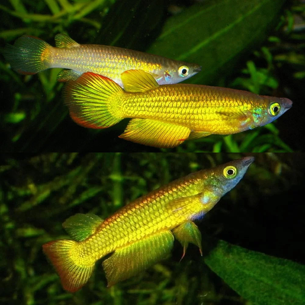 Killifish - Gold Panchax (Aplocheilus lineatus)