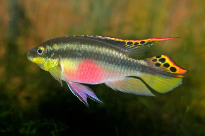 Cichlid-  Kribensis (Pelvicachromis pulcher)