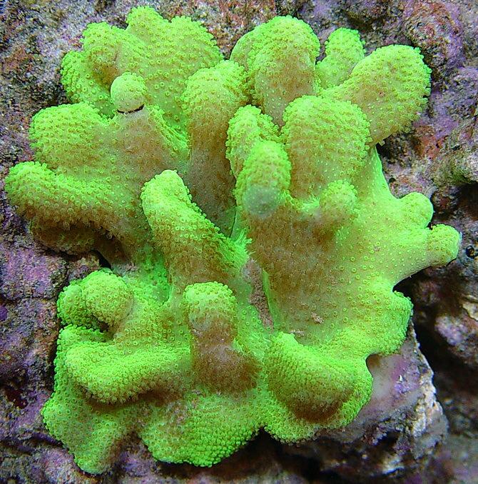 Devil's Hand Leather Corals (Lobophytum Sp.)