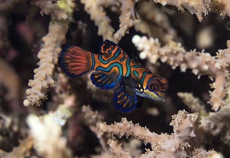 Dragonet - Psychedelic Mandarin (Synchiropus splendidus)