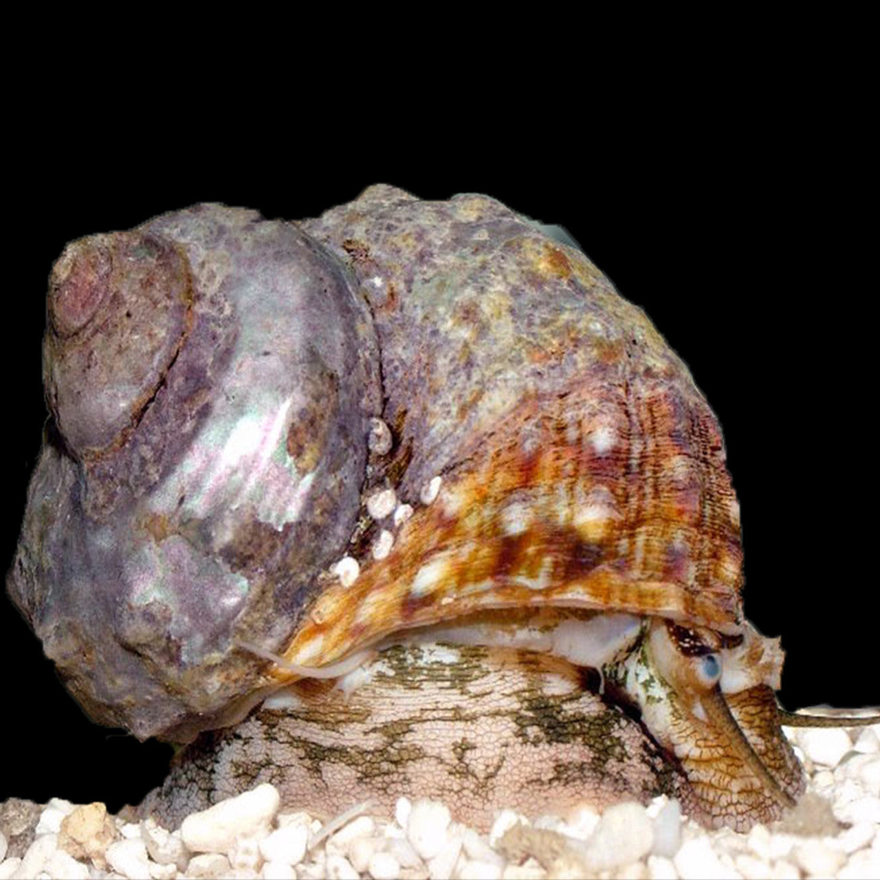 Snail Turbo - Saltwater species