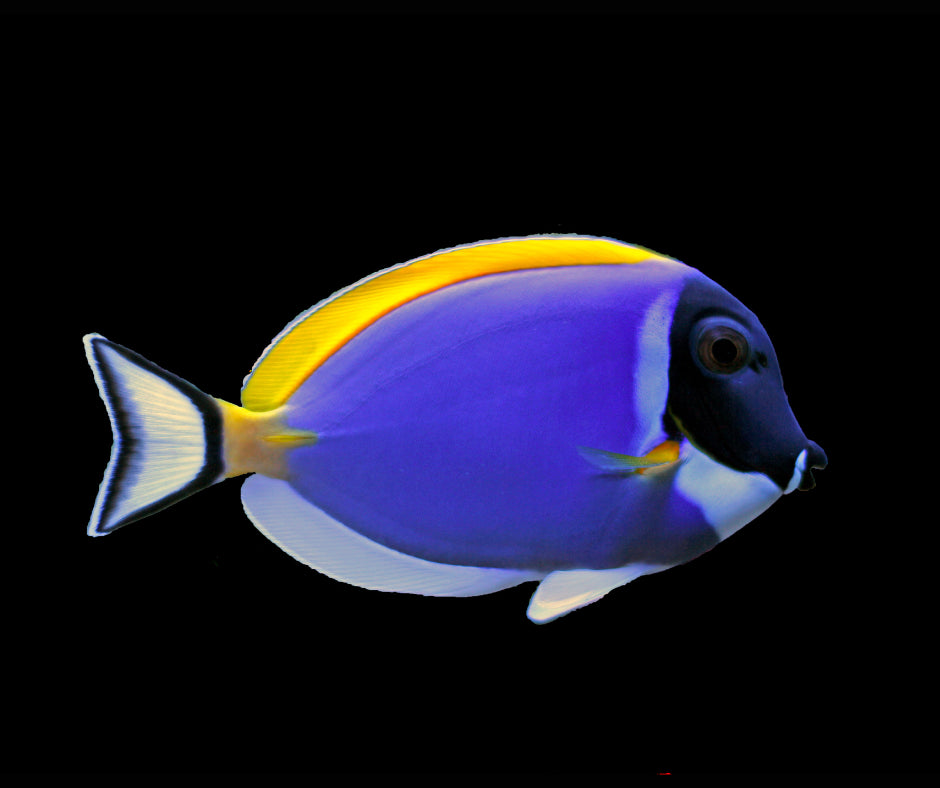 Tang Powder Blue (Acanthurus Leucosternon)