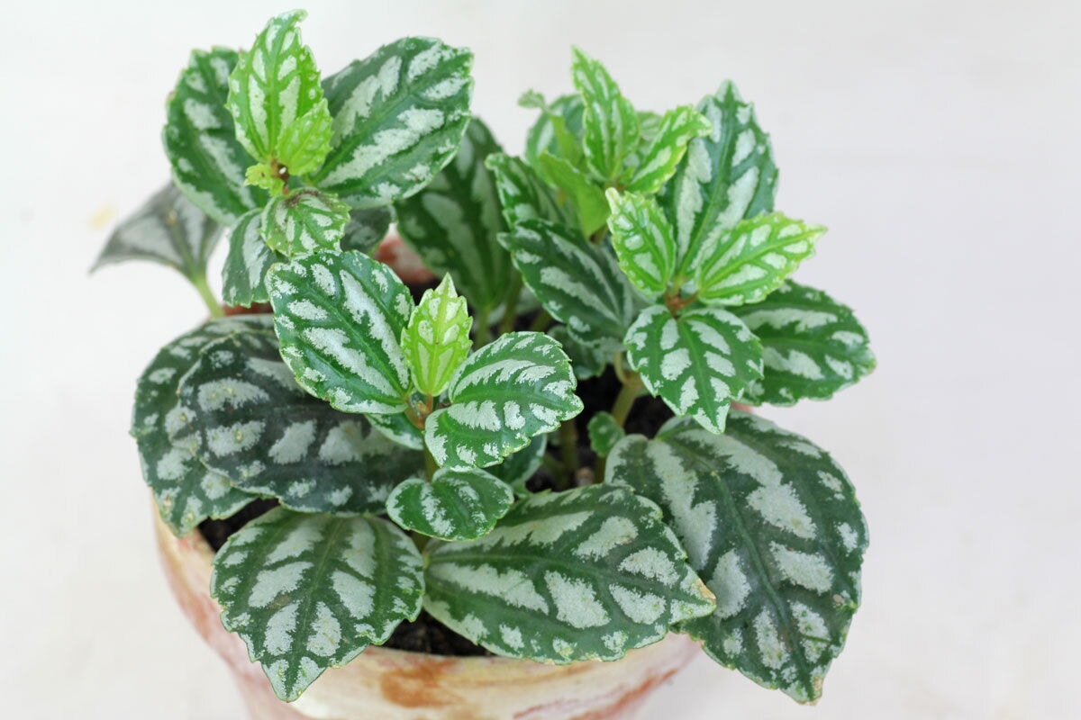 Pilea cadierei - Aluminum Plant (Marginal/Bog Plant - Not True Aquatic)