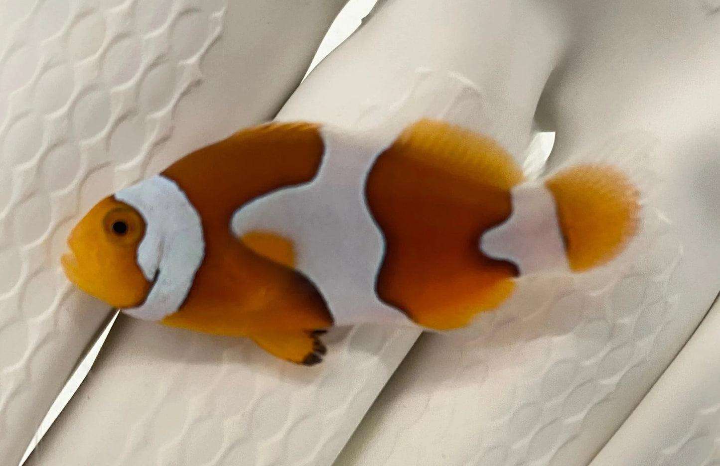 Clownfish - Picasso (Amphiprion percula) PAIR *Captive Bred*