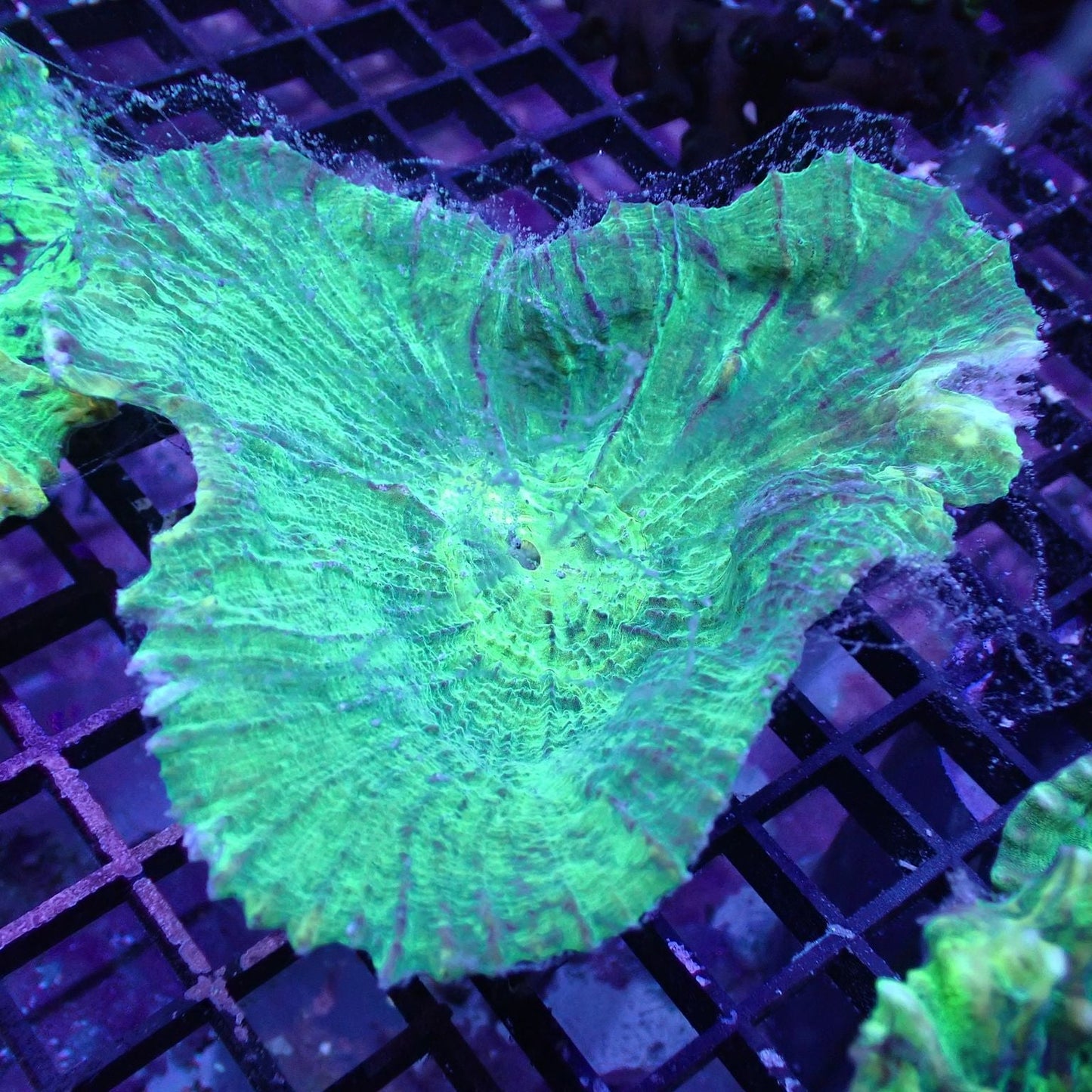 Lettuce Corals (Pectinia sp.)