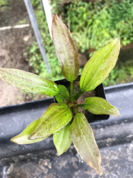 Echinodorus cordifolius 'Red Leopard Radican' sword