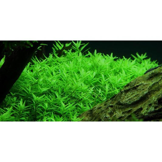 Rotala sp. 'Green'