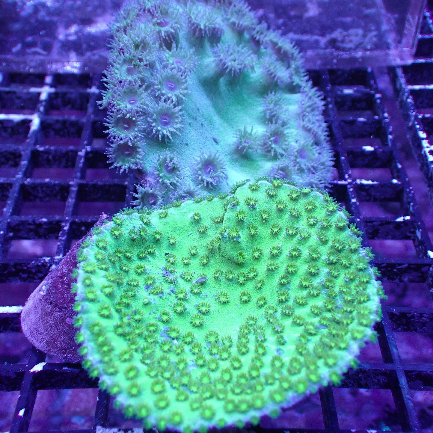 Pagoda Cup Corals (Turbinaria sp.)