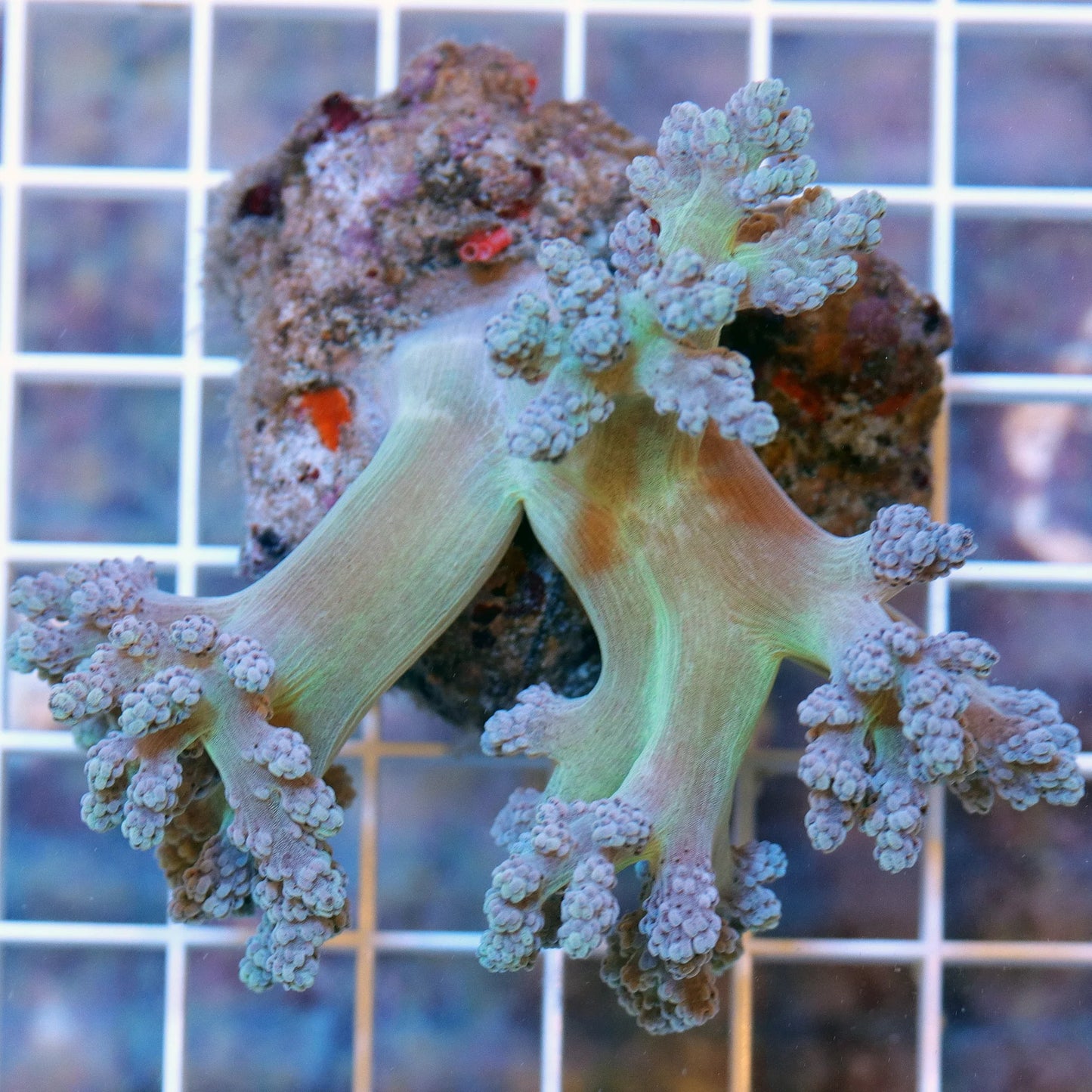 Aquacultured Coral Frags