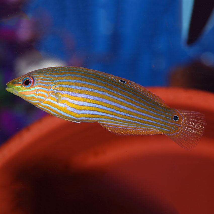 Wrasse - Melanurus - Various (Halichoeres melanurus)