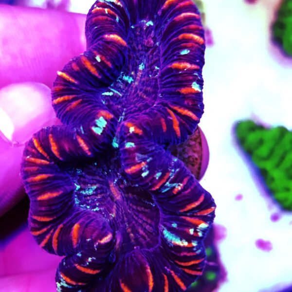 Open Brain Corals (Trachyphillia sp.)