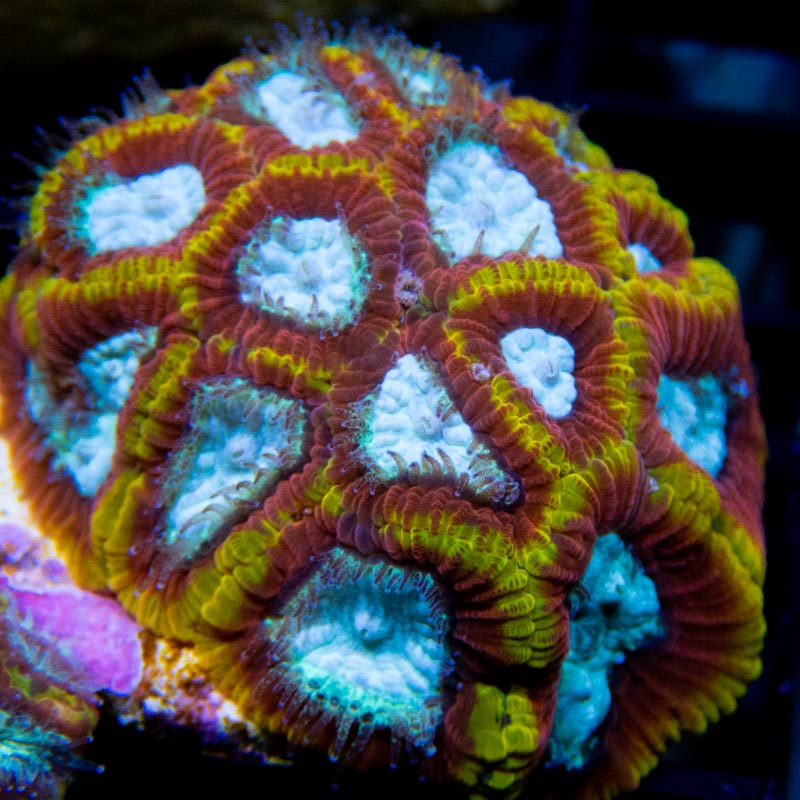 Aquacultured Coral Frags