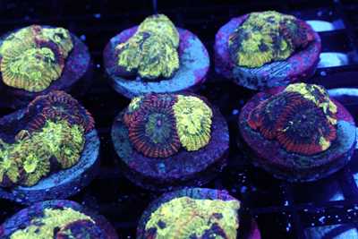 Aquacultured Coral Frags