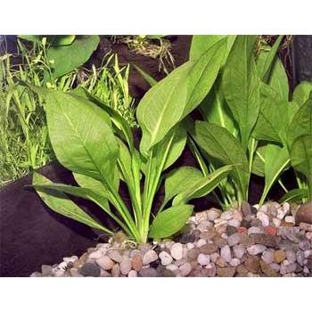Echinodorus amazonica 'Amazon' Sword