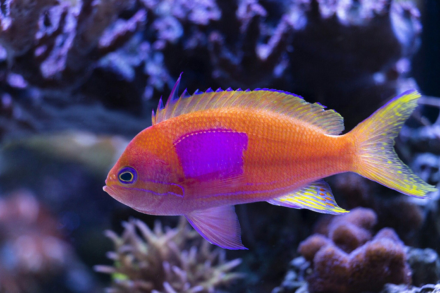 Anthias Square Block  (Pseudanthias pleurotaenia) - Various