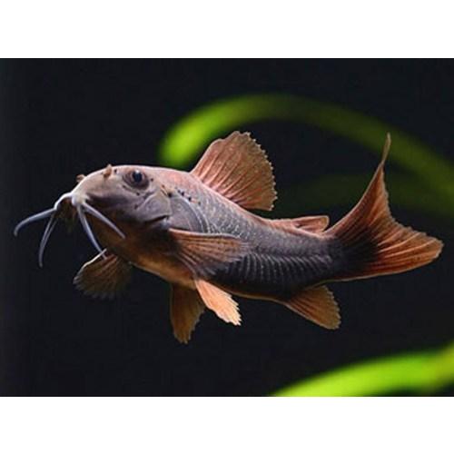 Corydora - Venezuelan Black (Corydoras schultzei)