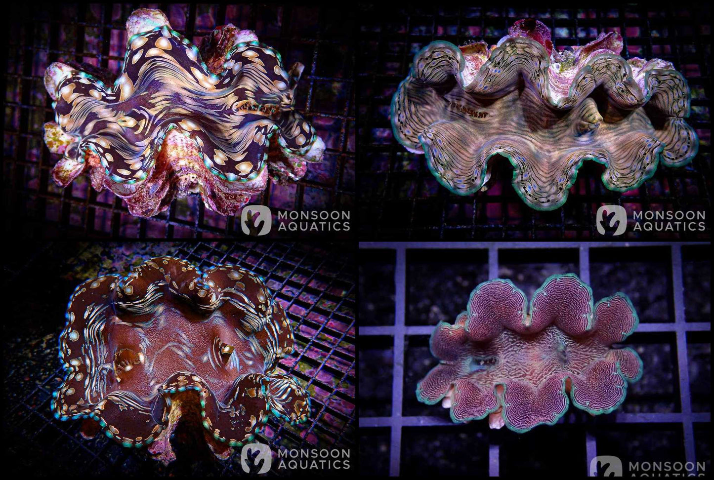 Clams (Tridacna sp.)