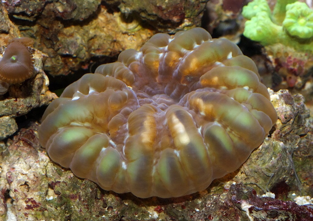 Cushion Corals (Cynarina sp.)