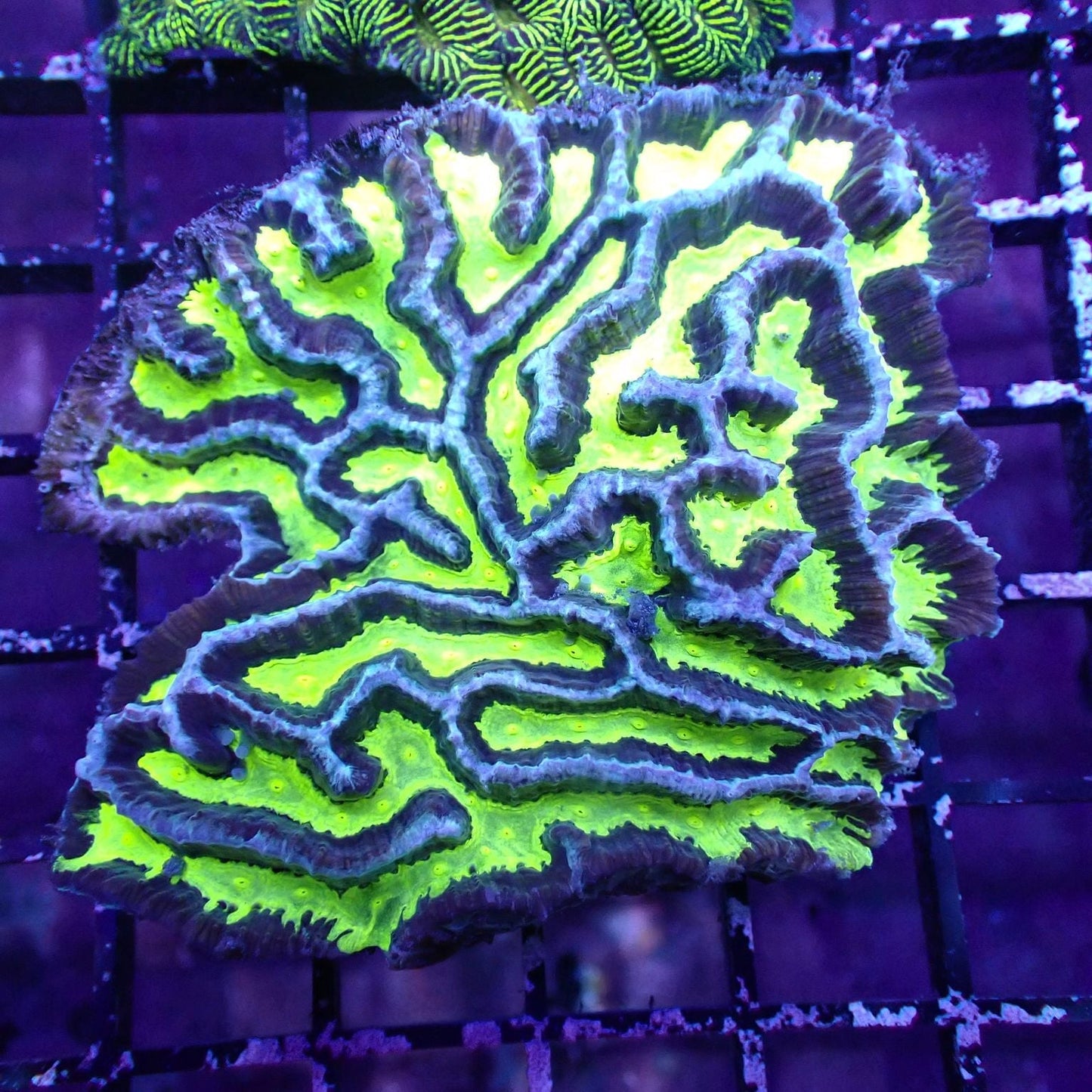 Maze Corals (Platygyra sp.)