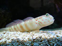 Pink Spot Shrimp Goby