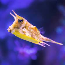 Cowfish - Long Horn