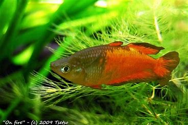 Rainbowfish - Sunset Dwarf (Melanotaenia parva)