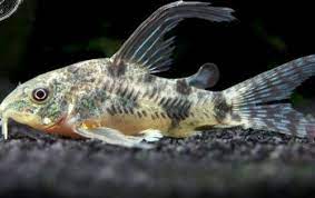 Corydora - Peppered (Corydoras paleatus) - various