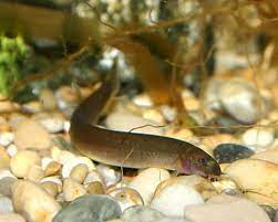 Loach - Black Kuhli (Pangio sp.)