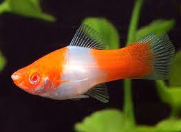 Swordtail Santa Claus