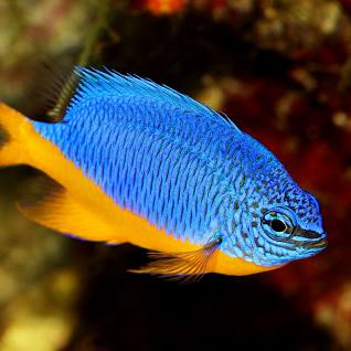 Damselfish - Gold Belly (Pomacentrus auriventris)