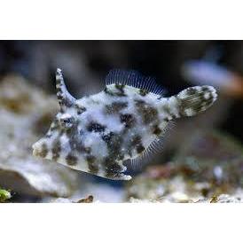 Filefish - Matted