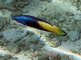 Wrasse - Bicolor Cleaner (Labriodes bicolor) "Rare"