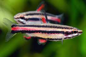 Dwarf Pencilfish "Rare"