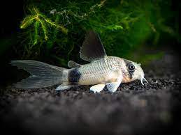 Corydora - Panda (Corydoras panda)