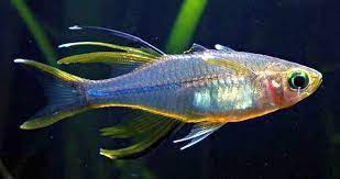 Rainbowfish - Celebes (Marosatherina ladigesi)